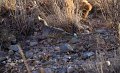 Scaled Quail 2011_07_17_1717